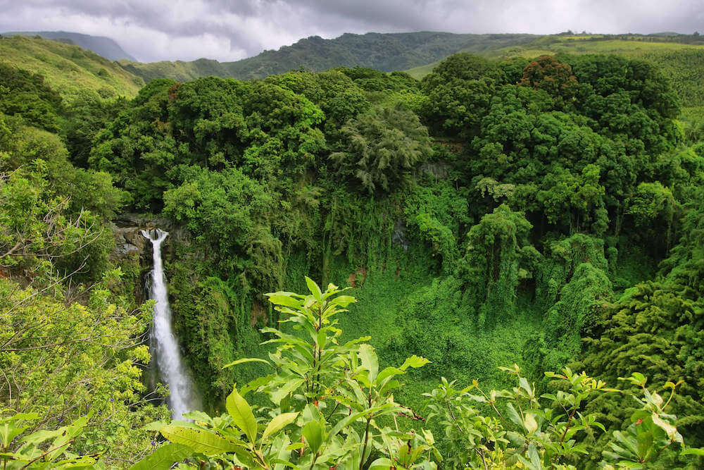 Makahiku Falls is located in Haleakala National Park on Maui. Image of a waterfall in a lush park in Hawaii.