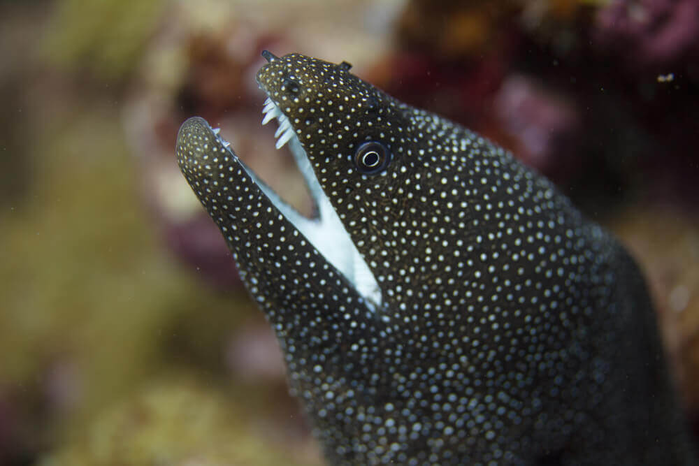 Find out why the moray eel is one of the most dangerous animals in Hawaii. Image of a moray eel off the coast of Maui.