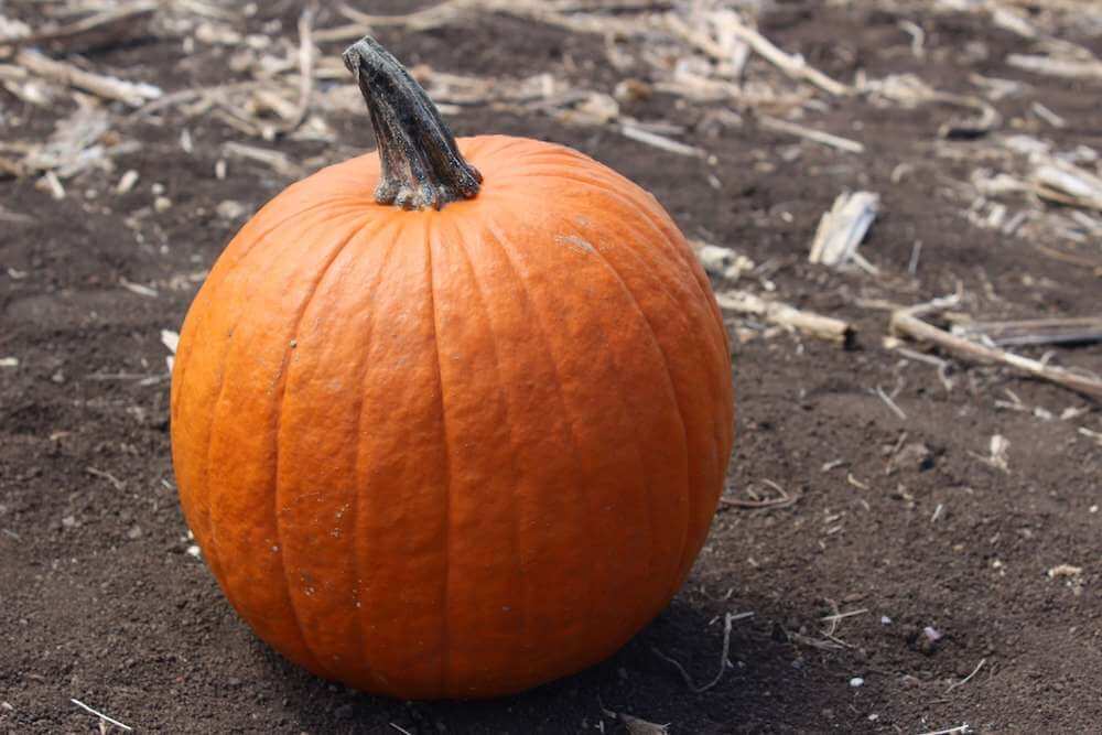 Find out the best pumpkin patches on Oahu recommended by top Hawaii blog Hawaii Travel with Kids. Image of a pumpkin at an Oahu pumpkin patch.