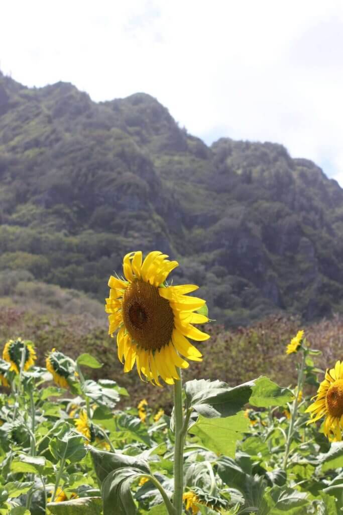 Find out the best pumpkin patches on Oahu recommended by top Hawaii blog Hawaii Travel with Kids. Image of a sunflower field at an Oahu pumpkin patch.