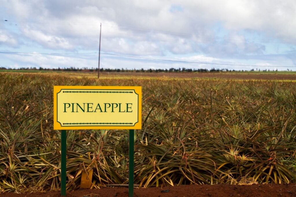 Image of the pineapple fields at Dole Pineapple Plantation on Oahu.