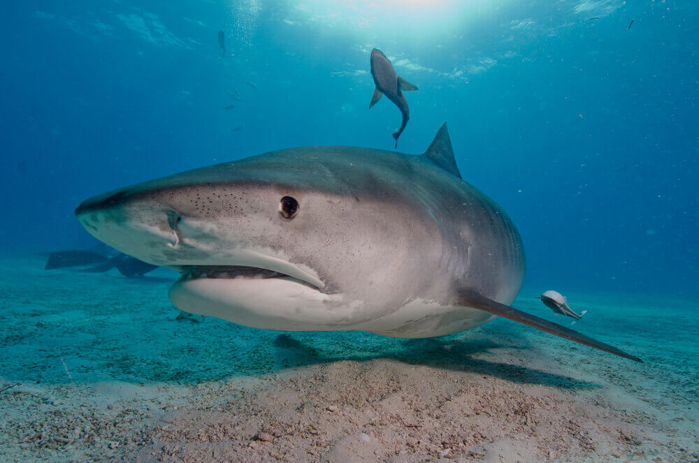 You can go shark cage diving in North Shore Oahu. Image of a tiger shark swimming in the water