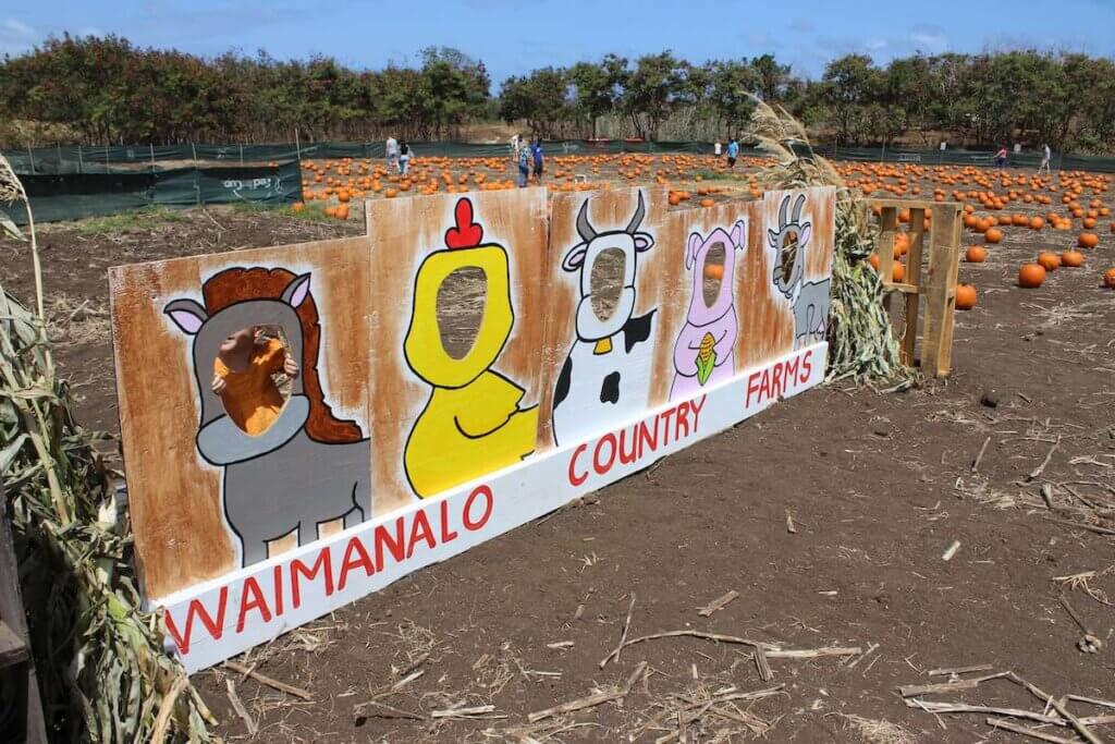 Find out the best pumpkin patches on Oahu recommended by top Hawaii blog Hawaii Travel with Kids. Image of a cute photo op at Waimanalo Country Farms on Oahu.