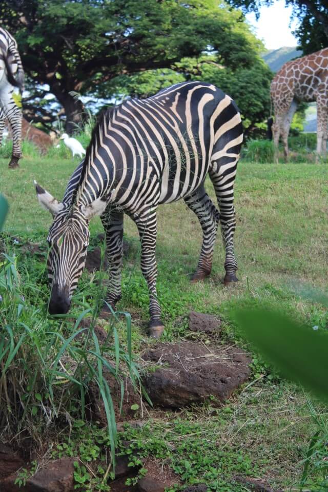 Find out where to see zebras in Hawaii at the Honolulu Zoo. Image of a zebra eating grass in Hawaii.