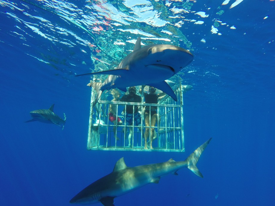 Image of people in a cage underwater next to sharks.