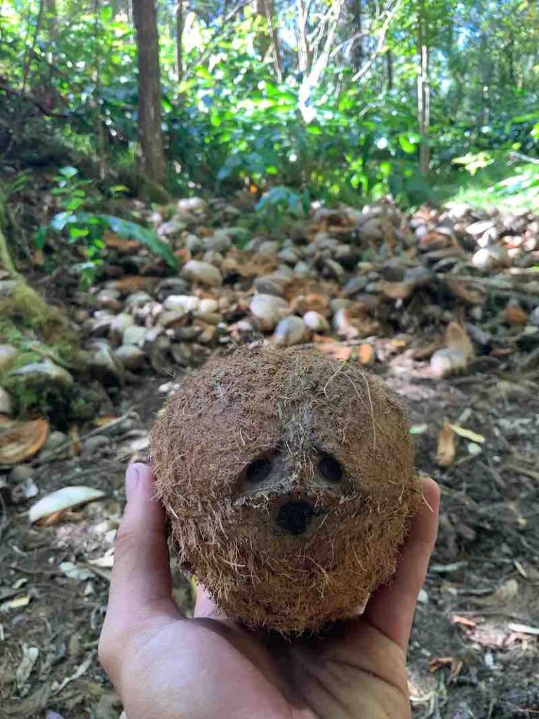 Image of someone holding a coconut where you can see the three indentations on it (like a face).
