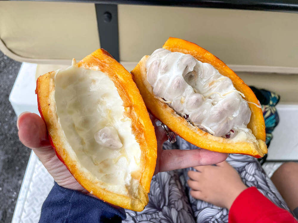 Image of a sliced open cacao pod with fresh meat inside.