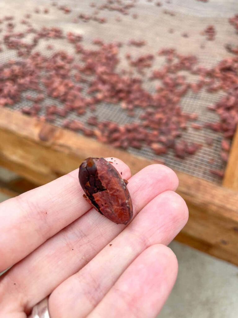 Image of a close-up cacao bean