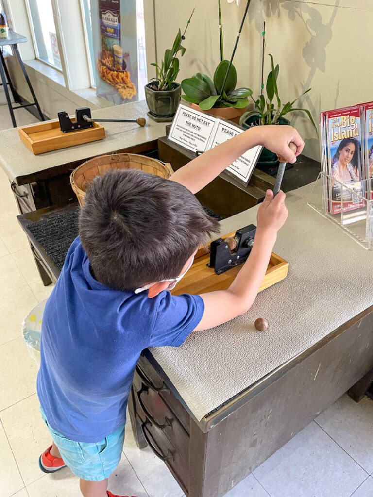 Image of a boy cracking macadamia nuts using a tool.