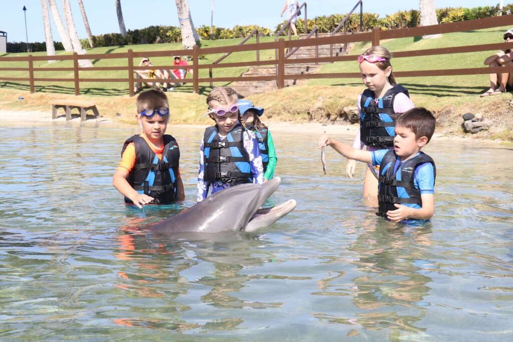 You can swim with dolphins in Kona at Dolphin Quest at the Hilton Waikoloa Village. Image of a boy feeding a fish to a dolphin in the water surrounded by other kids.