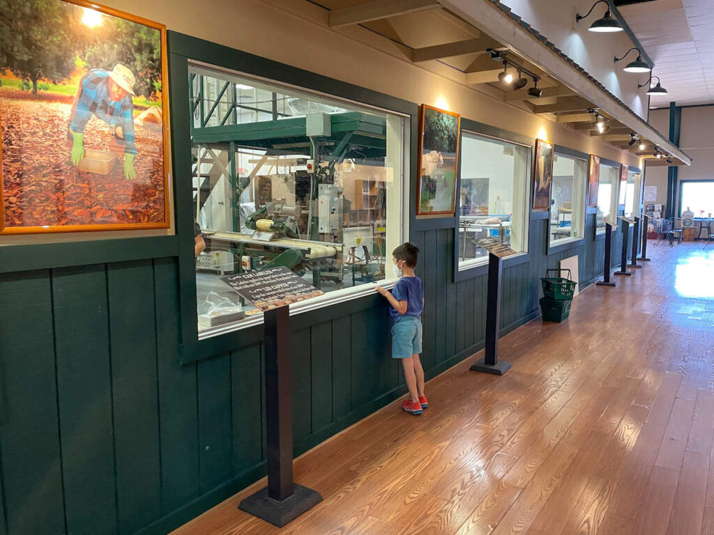 How to Tour a Big Island Macadamia Nut Factory