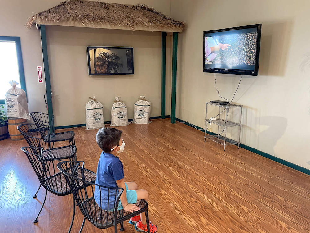 Image of a boy watching a video of macadamia nut farming.