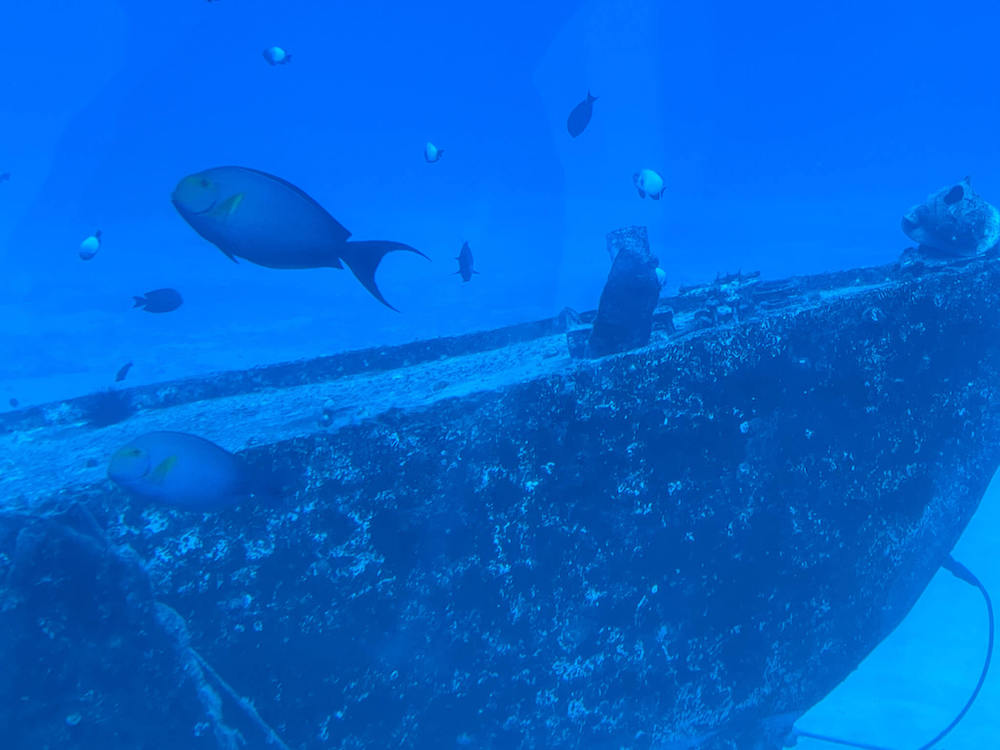 Image of tropical fish swimming around a sunken ship in Kona Hawaii.