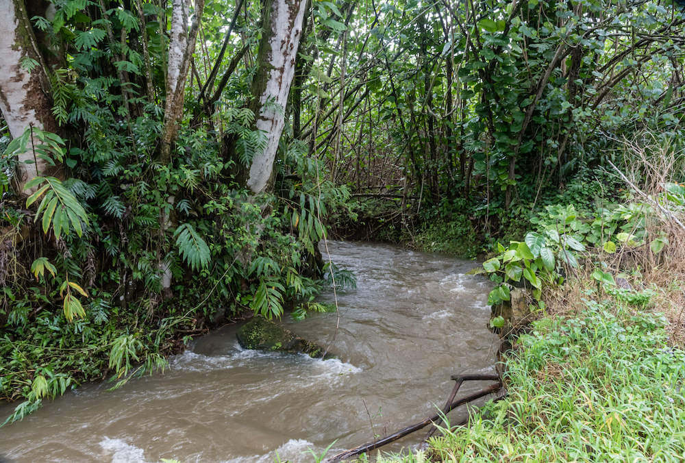The Kuilau Ridge Trail is one of the best kid friendly hikes on Kauai. Image of a stream in the forest of Kauai.