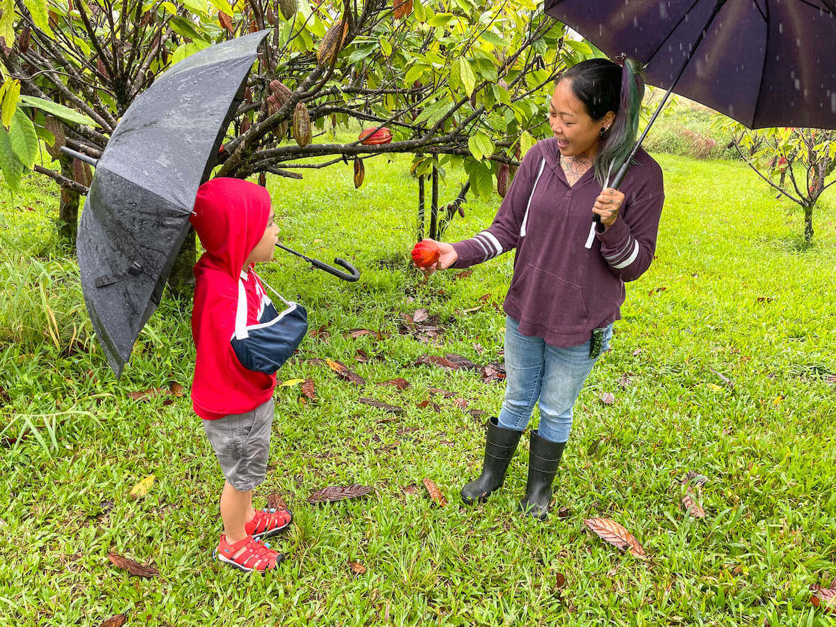 Check out this Lavaloha Chocolate Farm Tour review by top Hawaii blog Hawaii Travel with Kids. Image of a woman showing a little boy a Cacao pod while they hold umbrellas at a Big Island chocolate farm.
