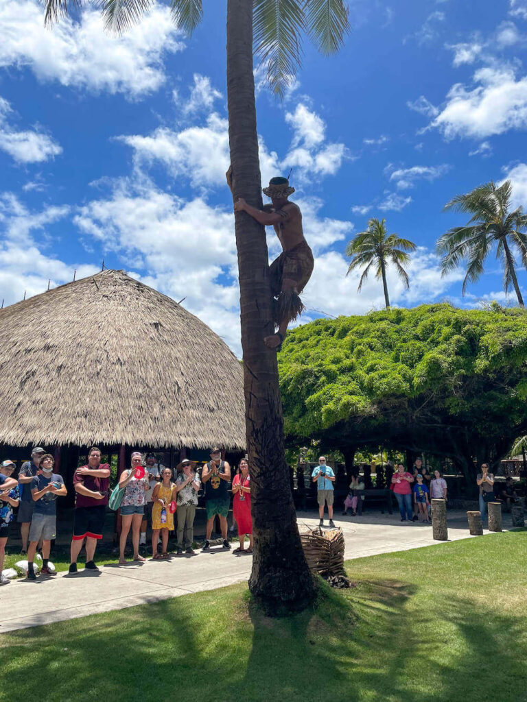 Image of a crowd of tourists watching a Samoan man climb a coconut tree in the Samoan Village at the Polynesian Cultural Center in Hawaii.