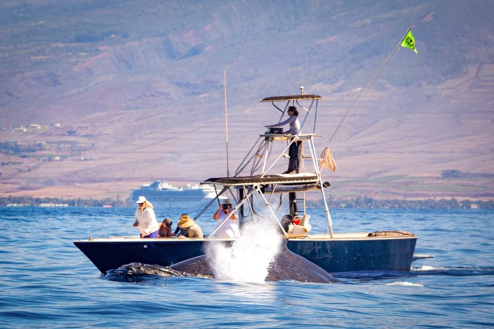 You'll want to find the right whale watching Maui tour. Image of a small boat in the ocean next to a humpback whale.