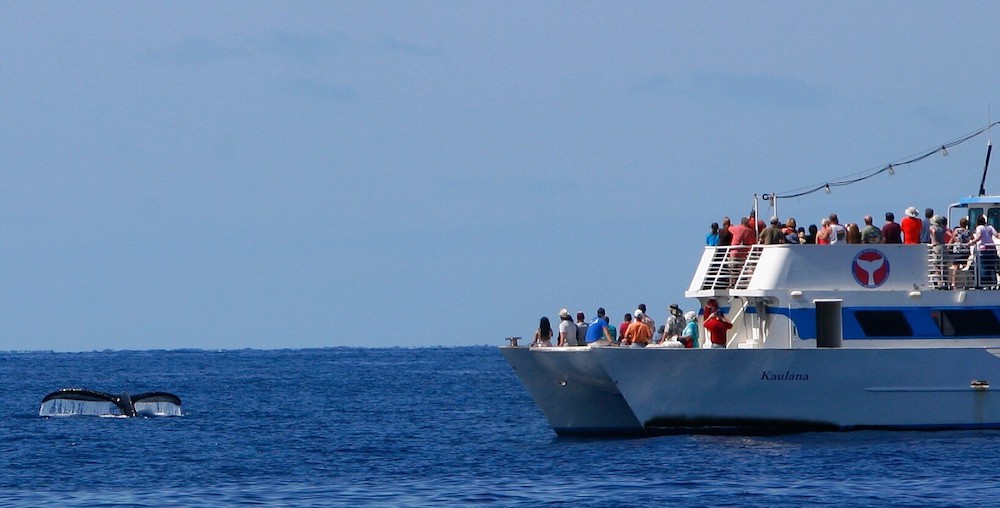 Find out the best whale watching tours in Maui Hawaii. Image of a double decker boat filled with people next to a humpback whale