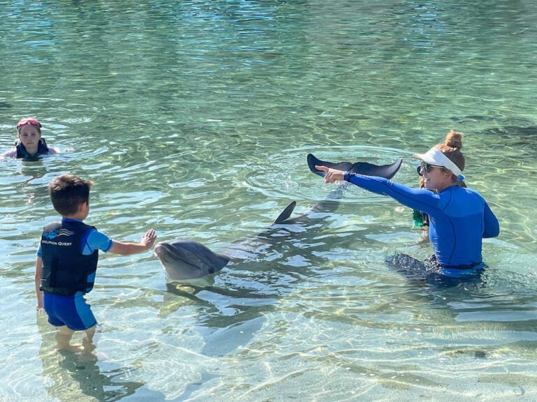 Swim with Dolphins on the Big Island Dolphin Quest Review