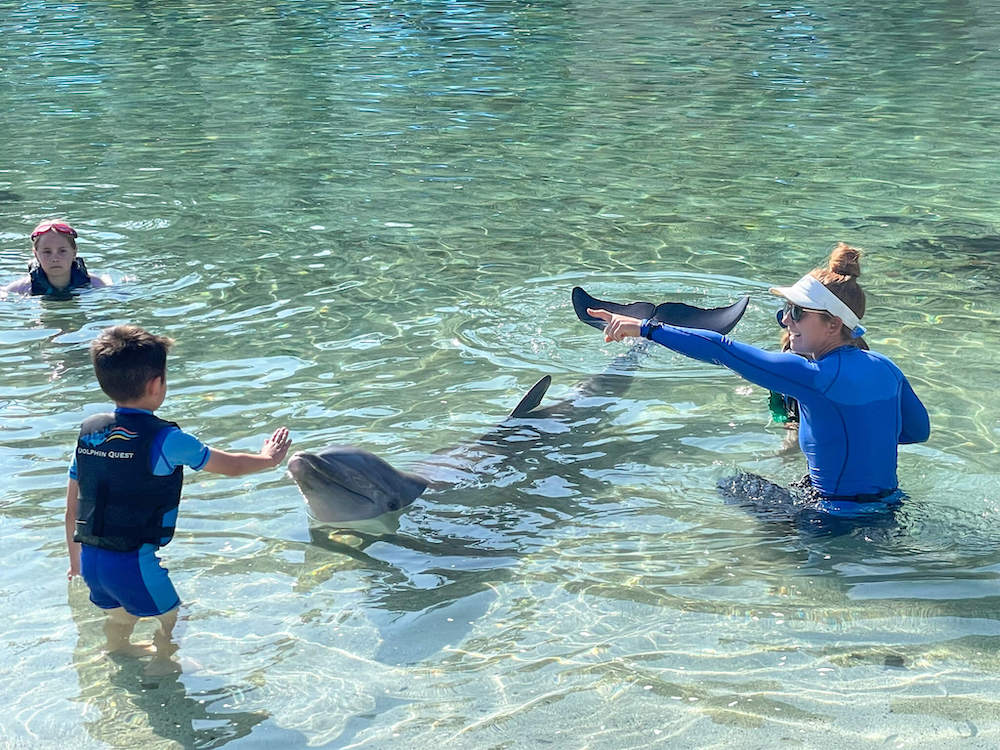 Image of a boy touching a dolphin's nose near a trainer.