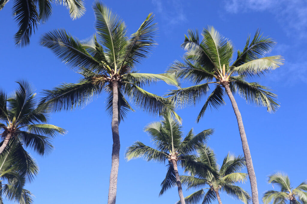 How to Get from Kona to Hilo Easily + HassleFree (2023)