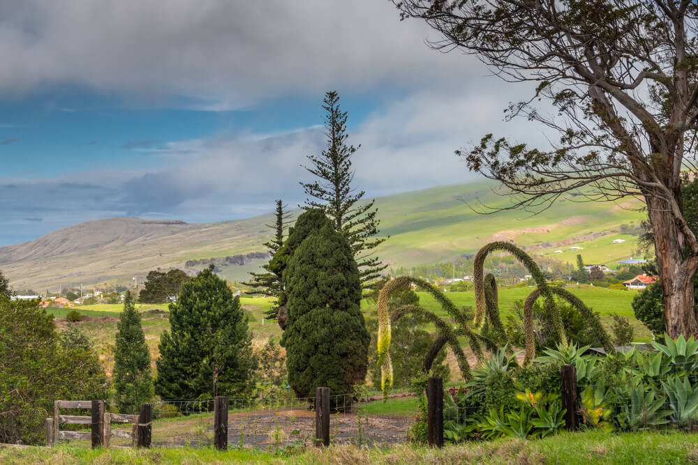 Image of a ranch in Hawaii.