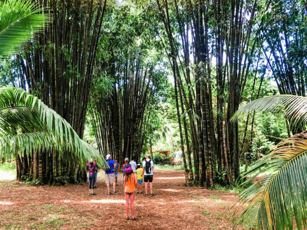 Image of a group of people standing in a bamboo forest on Maui.