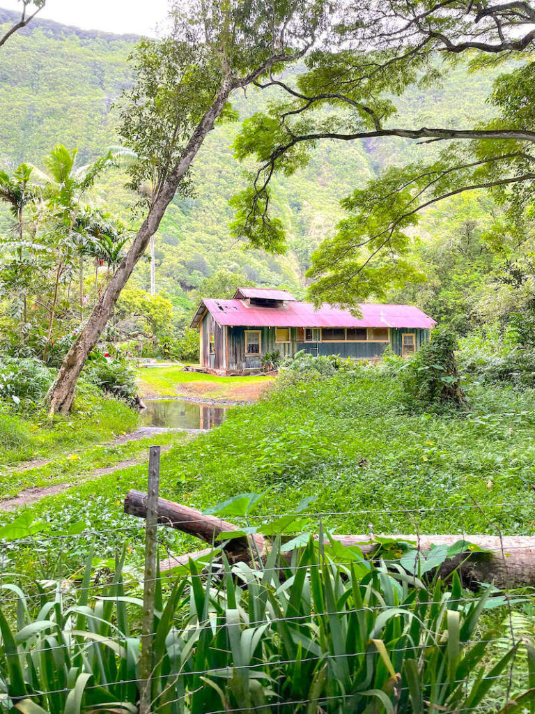 Image of a green home tucked away in a lush, green jungle area of Waipio Valley.