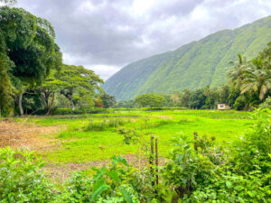 Read this honest Waipio Valley shuttle tour review by top Hawaii blog Hawaii Travel with Kids. Image of the lush Waipio Valley on the Big Island with grassy fields and green mountains.