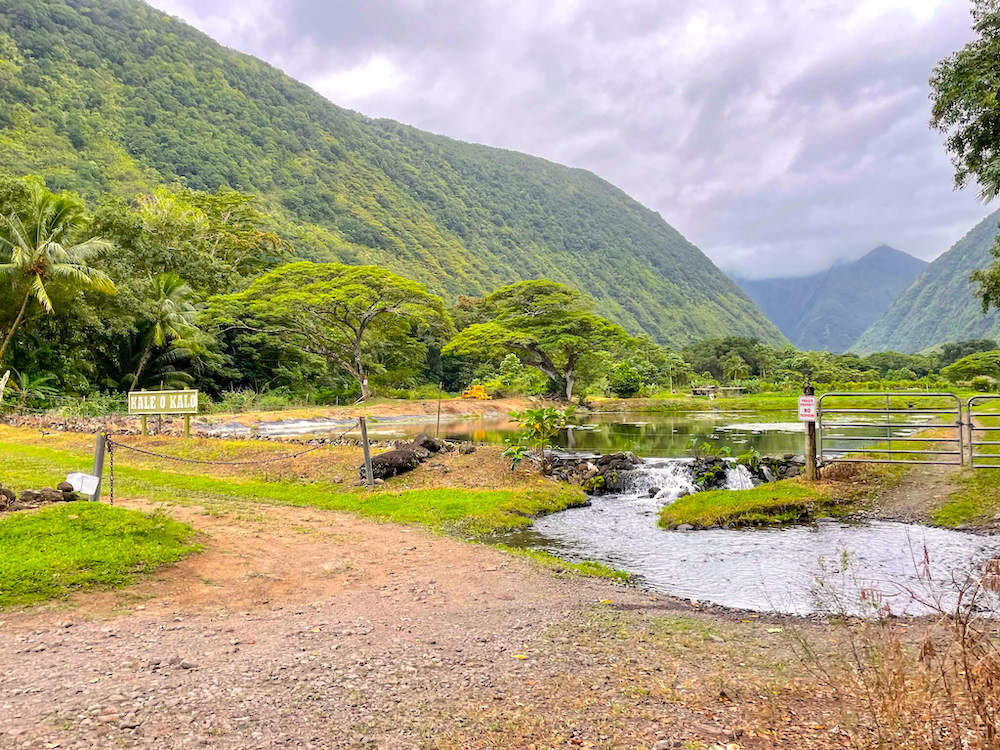 Image of a taro patch in the lush Waipio Valley on the Big Island of Hawaii.