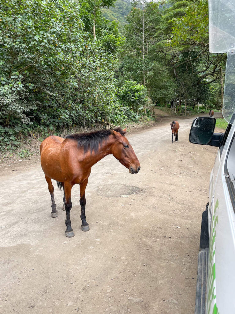 Image of 3 wild horses walking on a dirt road in the Waipio Valley.