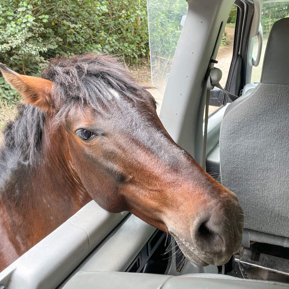 Image of a wild horse poking his head through an open van window at Waipio Valley on the Big Island.