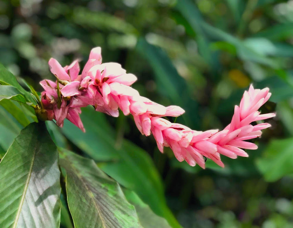 Image of a pink flower at the Hawaii Tropical Bioreserve & Garden in Hilo Hawaii.
