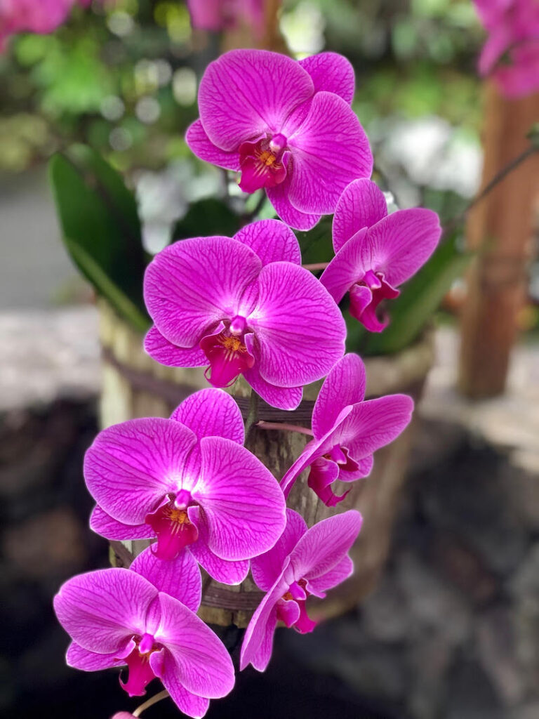 Image of a bunch of purple orchids at a Hilo botanical garden on the Big Island of Hawaii.