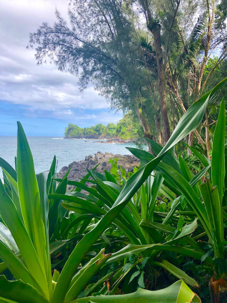 Image of the rugged coastline near Hilo with green plants in the forground.