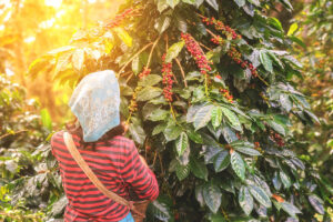 Find out the best Kona coffee farms and tours worth booking by top Hawaii blog Hawaii Travel with Kids. Image of a woman wearing a bandana picking Kona coffee cherries on the Big Island of Hawaii.