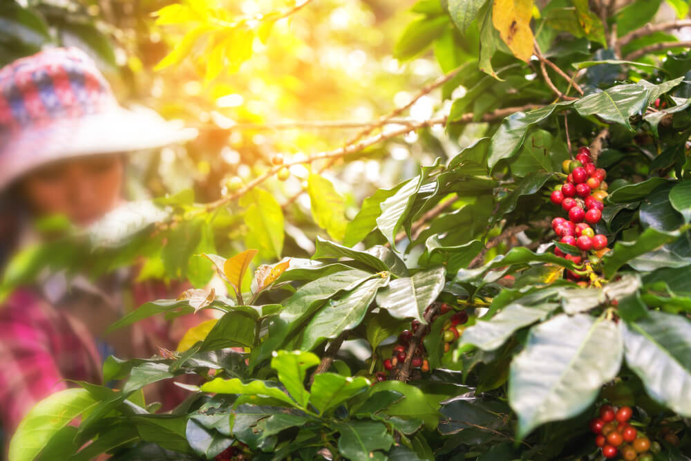 Image of a woman picking Kona coffee on the Big Island of Hawaii.