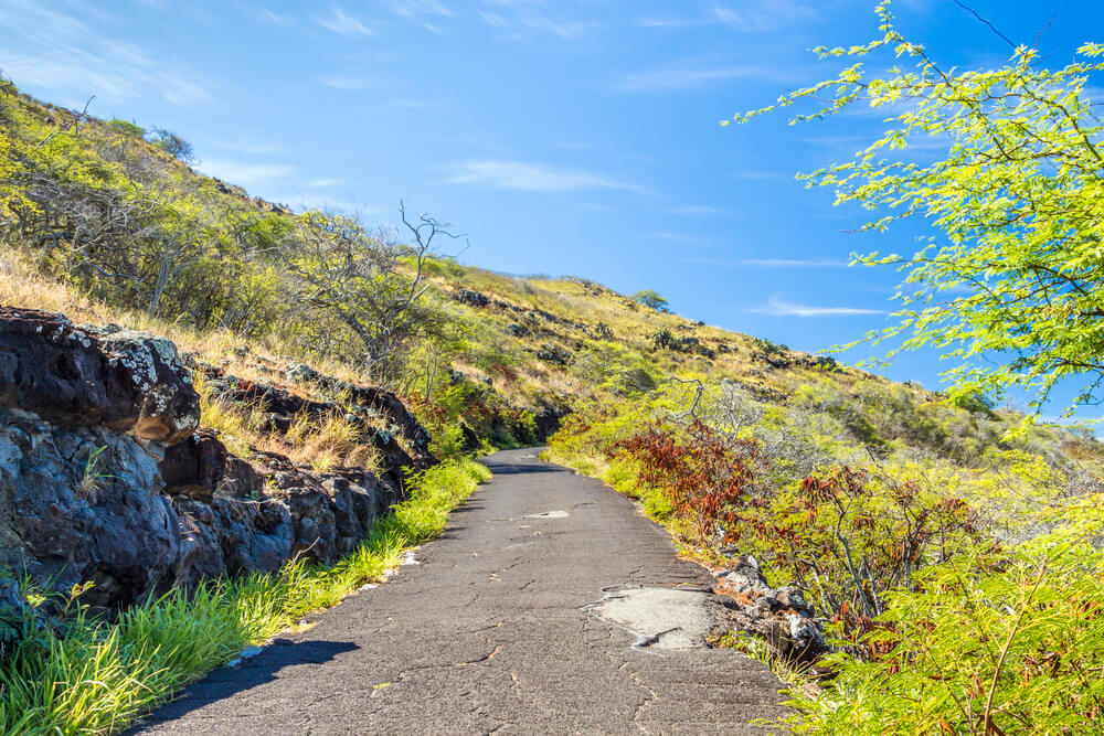 Image of a paved path with shrubs on either side.