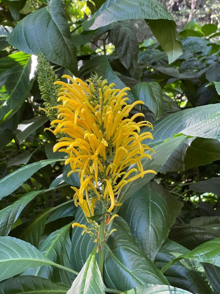 Image of a yellow flower at Waimea Valley on Oahu.