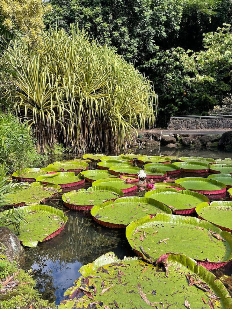 There are lots of things to do in Waimea Valley on Oahu. Image of giant lily pads in the water.