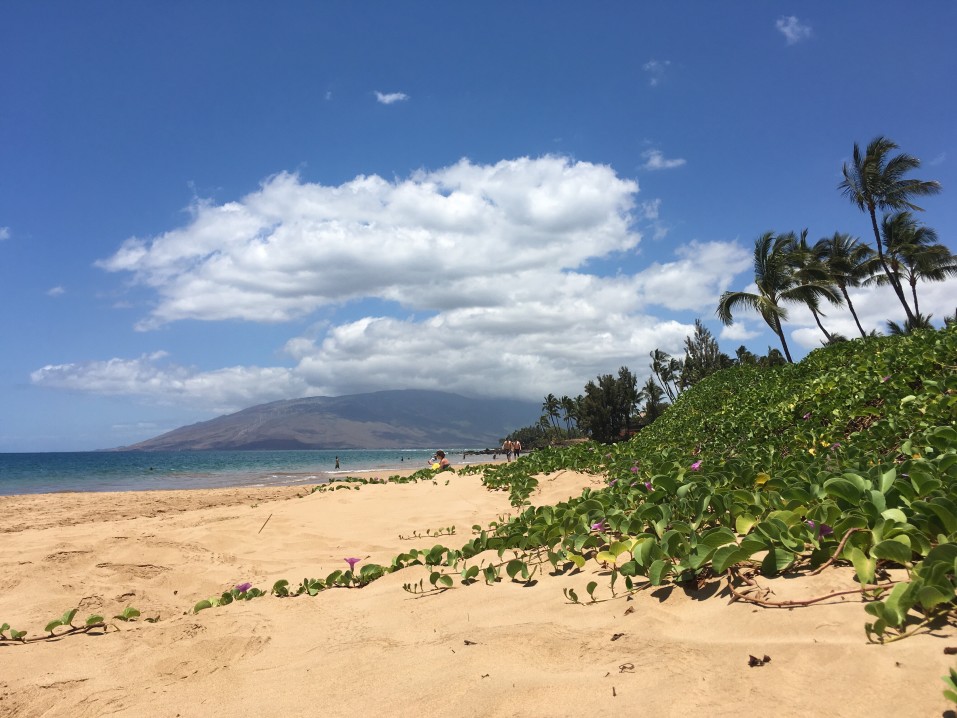 Image of a golden sandy beach with green foliage around.