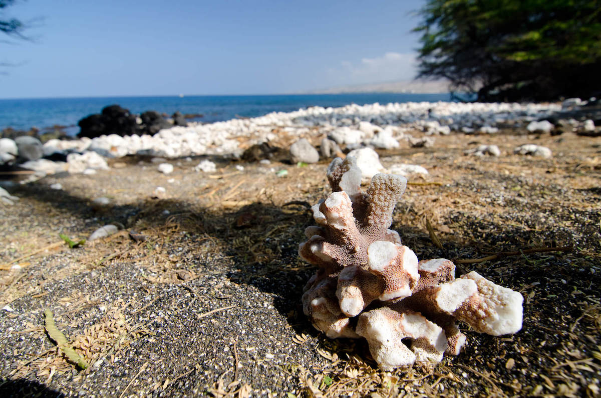 Can you take coral from Hawaii? Find out the answer from top Hawaii blog Hawaii Travel with Kids! Image of coral on a beach in Hawaii
