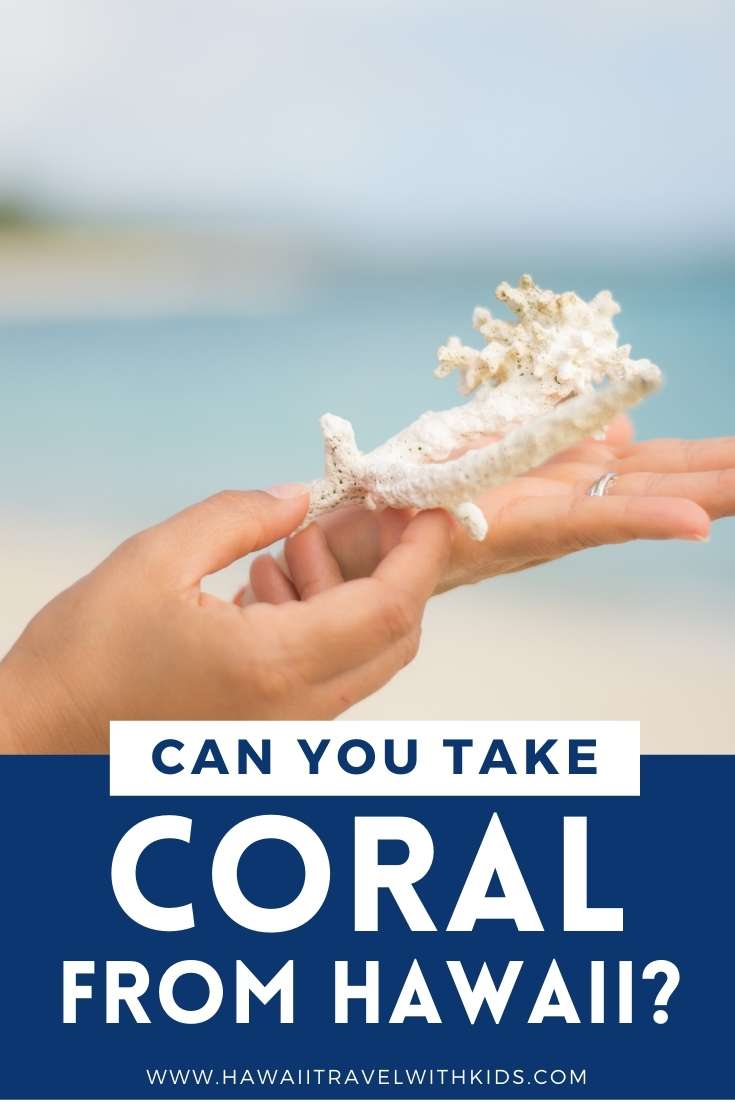 Can You Take Coral From Hawaii? (2023)