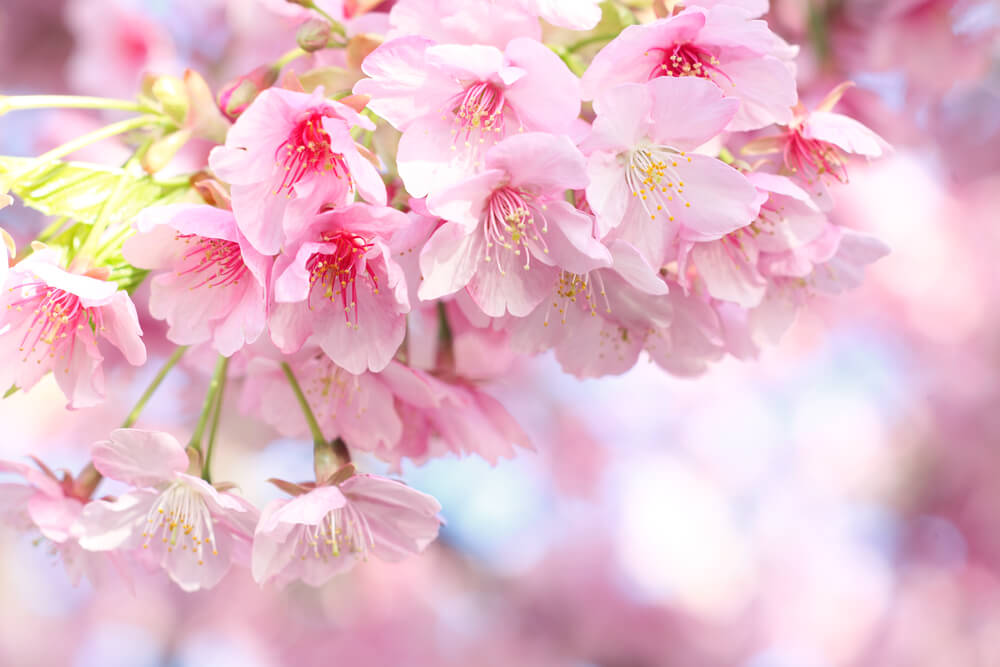 Image of pink cherry blossoms in Hawaii