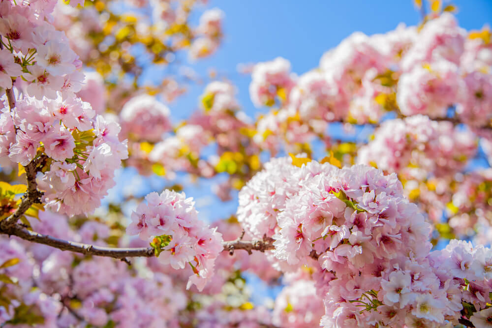 Image of pink cherry blossoms on a tree with blue sky in the background