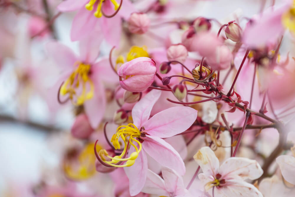 Pink cherry blossoms with yellow