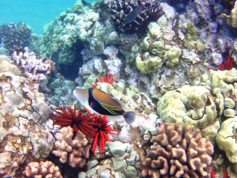Image of a colorful coral reef in Hawaii with the Hawaii state fish.