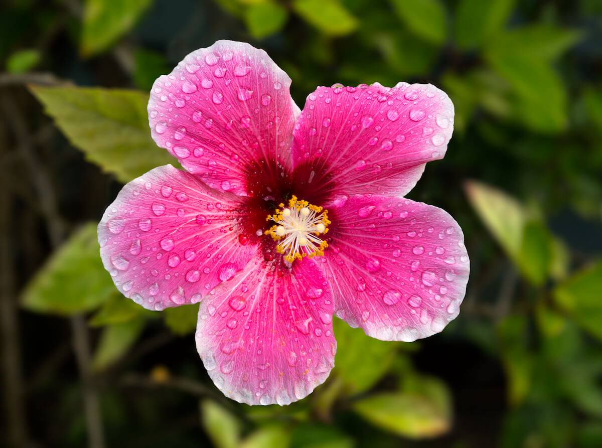 When is the Hawaii rainy season? Top Hawaii blog Hawaii Travel with Kids has all the info about the rainy season in Hawaii. Image of a pink hibiscus flower with raindrops on it.