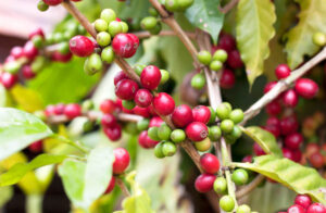 Check out this review of the Heavenly Hawaiian Coffee Farm Tour on the Big Island by top Hawaii blog Hawaii Travel with Kids. Image of fresh coffee berries on the bush.
