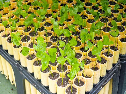 Image of trays of Kona coffee starter plants.